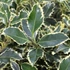 Ilex aquifolium 'Argenteomarginata' - Magyal