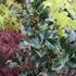 Ilex meserveae 'Blue Angel' - Kék magyal (termős)