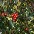 Ilex meserveae 'Blue Angel' - Kék magyal (termős)