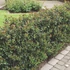 Ilex meserveae 'Blue Prince' - Kék magyal (porzós)