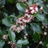 Ilex meserveae 'Blue Prince' - Kék magyal (porzós)