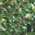 Ilex meserveae 'Blue Prince' - Kék magyal (porzós)