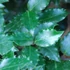 Ilex meserveae 'Blue Prince' - Kék magyal (porzós)