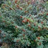 Ilex meserveae 'Blue Princess' - Kék magyal (termős)