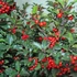 Ilex meserveae 'Blue Princess' - Kék magyal (termős)