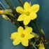 Jasminum nudiflorum - Téli jázmin