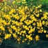 Jasminum nudiflorum - Téli jázmin