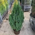 Juniperus chinensis 'Stricta' - Kínai boróka
