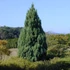 Juniperus chinensis 'Stricta' - Kínai boróka