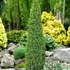 Juniperus communis 'Arnold' - Közönséges boróka