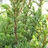 Juniperus communis 'Arnold' - Közönséges boróka