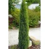 Juniperus communis 'Arnold' - Közönséges boróka