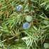 Juniperus communis 'Hibernica' - Ír boróka