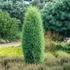 Juniperus communis 'Hibernica' - Ír boróka