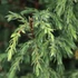Juniperus communis 'Hibernica' - Ír boróka