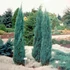 Juniperus scopulorum 'Blue Arrow' - Oregoni boróka