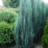 Juniperus scopulorum 'Blue Arrow' - Oregoni boróka