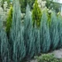 Juniperus scopulorum 'Blue Arrow' - Oregoni boróka