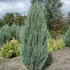 Juniperus scopulorum 'Blue Arrow' - Oregoni boróka