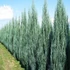 Juniperus virginiana 'Skyrocket' - Boróka
