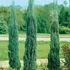 Juniperus virginiana 'Skyrocket' - Boróka