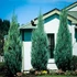 Juniperus virginiana 'Skyrocket' - Boróka