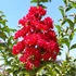 Lagerstroemia indica 'Dynamite' – Kínai selyemmirtusz