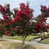 Lagerstroemia indica 'Dynamite' – Kínai selyemmirtusz