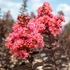 Lagerstroemia BLACK DIAMONDS 'Shell Pink®' - Kínai selyemmirtusz