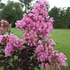 Lagerstroemia BLACK DIAMONDS 'Shell Pink®' - Kínai selyemmirtusz
