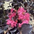 Lagerstroemia BLACK DIAMONDS 'Shell Pink®' - Kínai selyemmirtusz