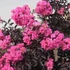 Lagerstroemia BLACK DIAMONDS 'Shell Pink®' - Kínai selyemmirtusz