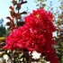 Lagerstroemia indica 'Red Rocket' - Kínai selyemmirtusz