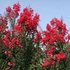 Lagerstroemia indica 'Red Rocket' - Kínai selyemmirtusz