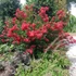 Lagerstroemia indica 'Red Rocket' - Kínai selyemmirtusz