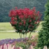 Lagerstroemia indica 'Red Rocket' - Kínai selyemmirtusz