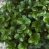 Ligustrum japonicum 'Rotundifolium' - Japán fagyal