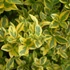 Ligustrum ovalifolium 'Aureum' - Télizöld fagyal