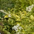 Ligustrum ovalifolium 'Aureum' - Télizöld fagyal