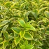 Ligustrum ovalifolium 'Aureum' - Télizöld fagyal