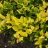 Ligustrum x vicaryi - Fagyal