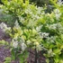 Ligustrum x vicaryi - Fagyal