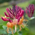 Lonicera x heckrottii 'American Beauty' – Futólonc