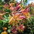 Lonicera x heckrottii 'American Beauty' – Futólonc