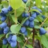 Lonicera kamtschatica 'Duet' - Kamcsatkai mézbogyó