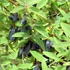 Lonicera kamtschatica 'Wojtek' - Kamcsatkai mézbogyó