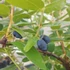 Lonicera kamtschatica 'Zojka' - Kamcsatkai mézbogyó