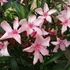 Nerium oleander 'Atlas Nain de Tidili' - Télálló leander