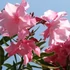 Nerium oleander 'Cavalaire' - Télálló leander