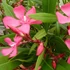 Nerium oleander 'Itália' - Télálló leander